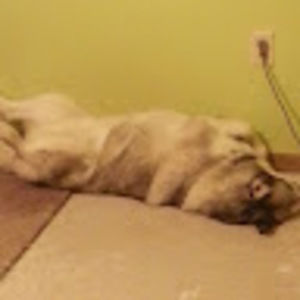 Meet your Posher, Joe